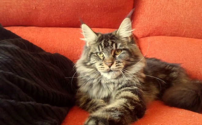 Gatos Maine Coons