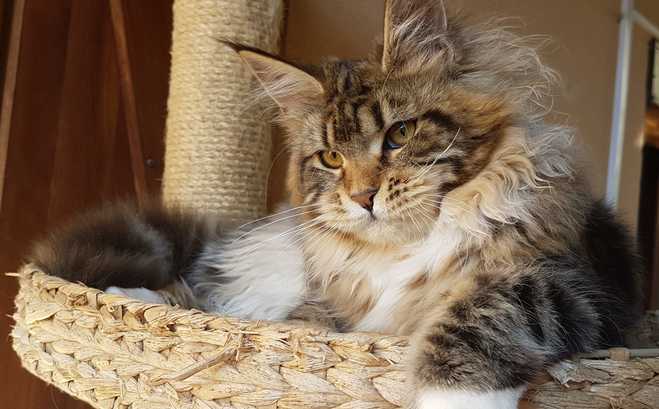 Gatos Maine Coons