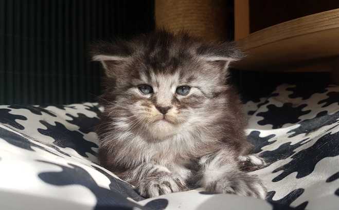 Gatos Maine Coons