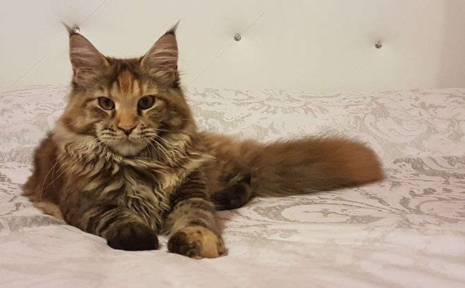 Gatos Maine Coons