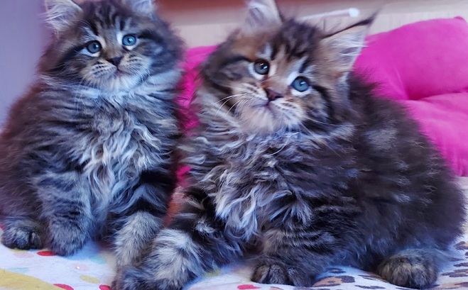 Gatos Maine Coons