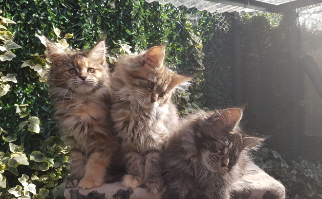 Gatos Maine Coons