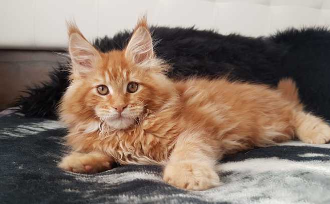 Gatos Maine Coons