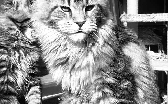 Gatos Maine Coons