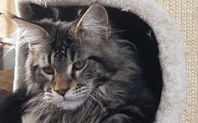 Gatos Maine Coons