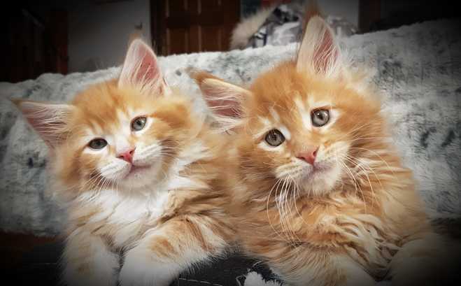 Gatos Maine Coons