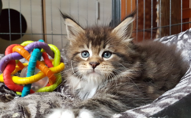 Gatos Maine Coons