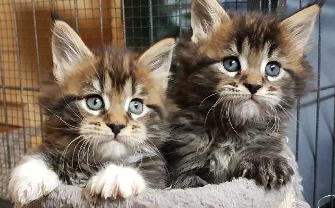 Gatos Maine Coons