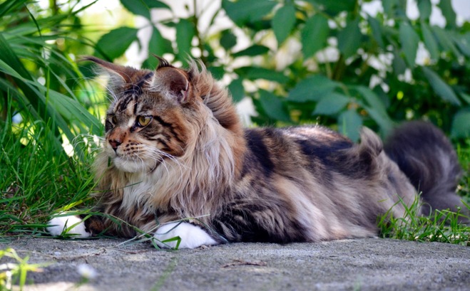 Gatos Maine Coons