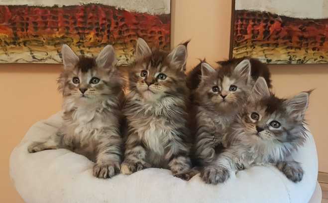 Gatos Maine Coons